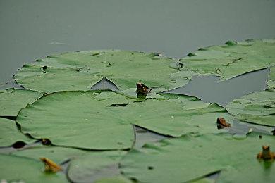 《暗黑破坏神4：憎恨之躯》IGN 8分 MC评分86分